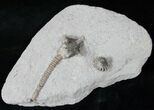 Actinocrinites Crinoid From Crawfordsville #12834-1